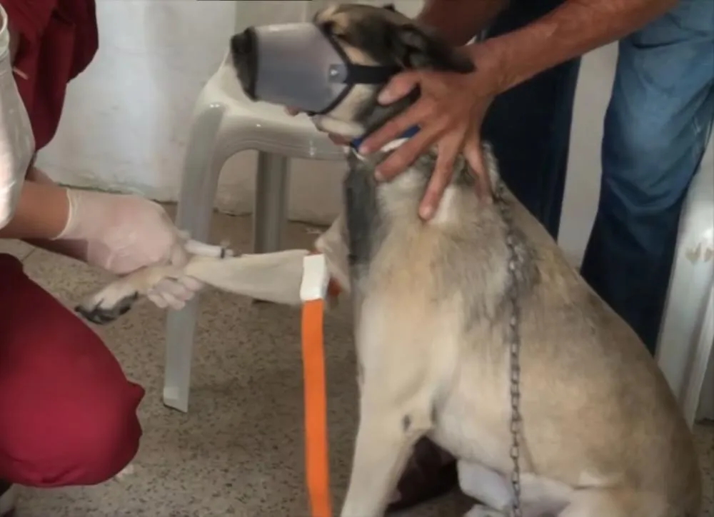 Coordenador do setor de endemias, Rubens Galvão, faz balanço da campanha de castração de cães e gatos realizada em Pedro II; confira!