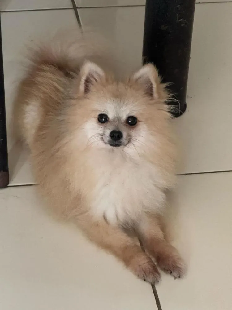 Família procura cachorro da raça Spitz Alemão desaparecido no bairro Flor de Liz, em Pedro II