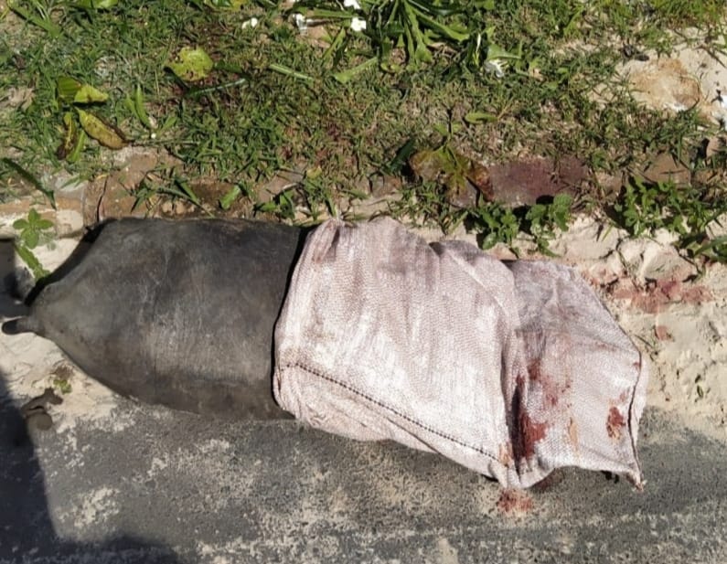 Crueldade: animal morre após ter pescoço degolado em via pública de Pedro II 