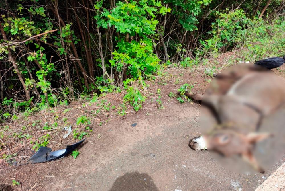 Motociclista fica ferido após colidir em jumento na PI-216, em Pedro II; animal morreu na hora