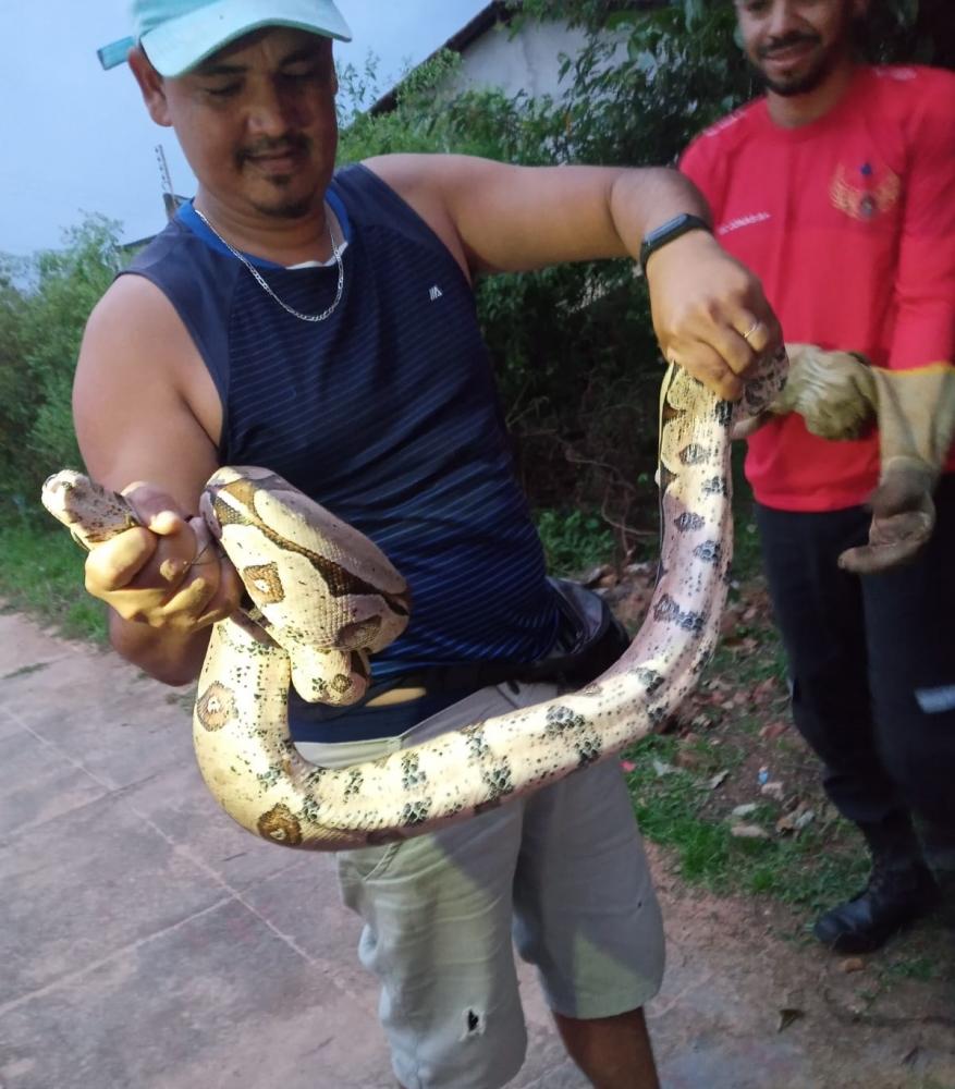 Jiboia de 1,5 metros é capturada em área urbana de Pedro II