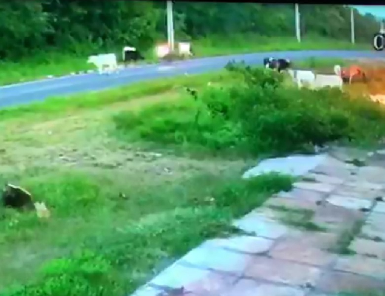 VÍDEO: Motociclista fica ferido após colidir contra animal na PI-216, em Pedro II