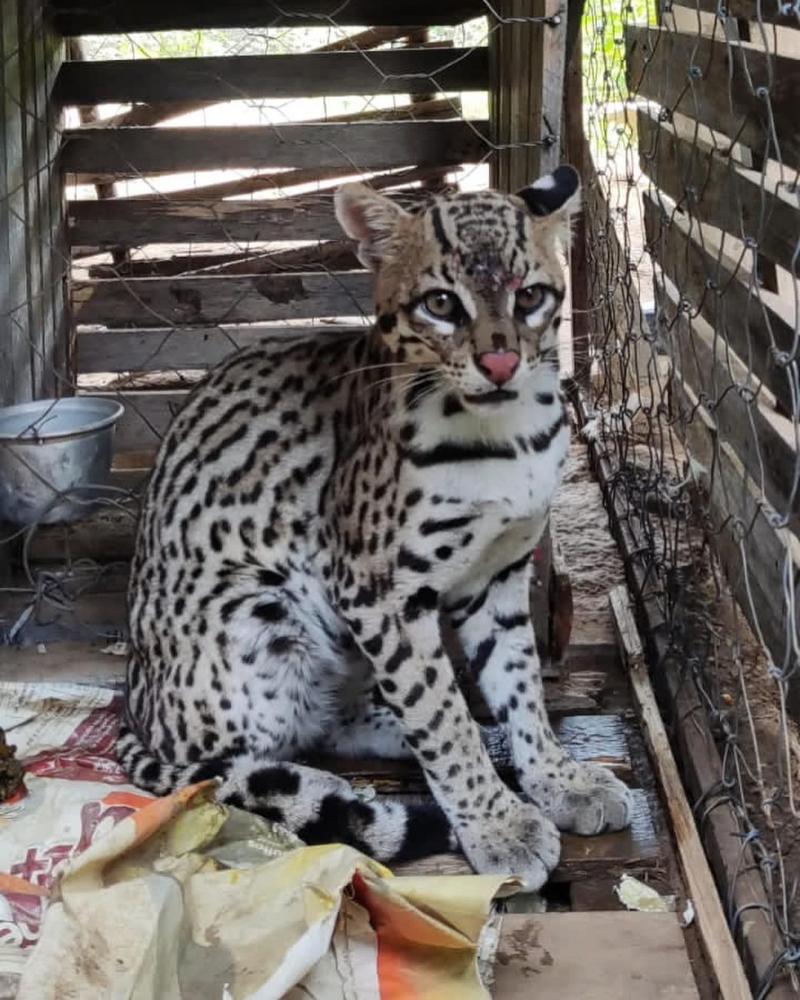 Filhote de gato-maracajá, espécie ameaçada de extinção, é resgatado em Pedro II