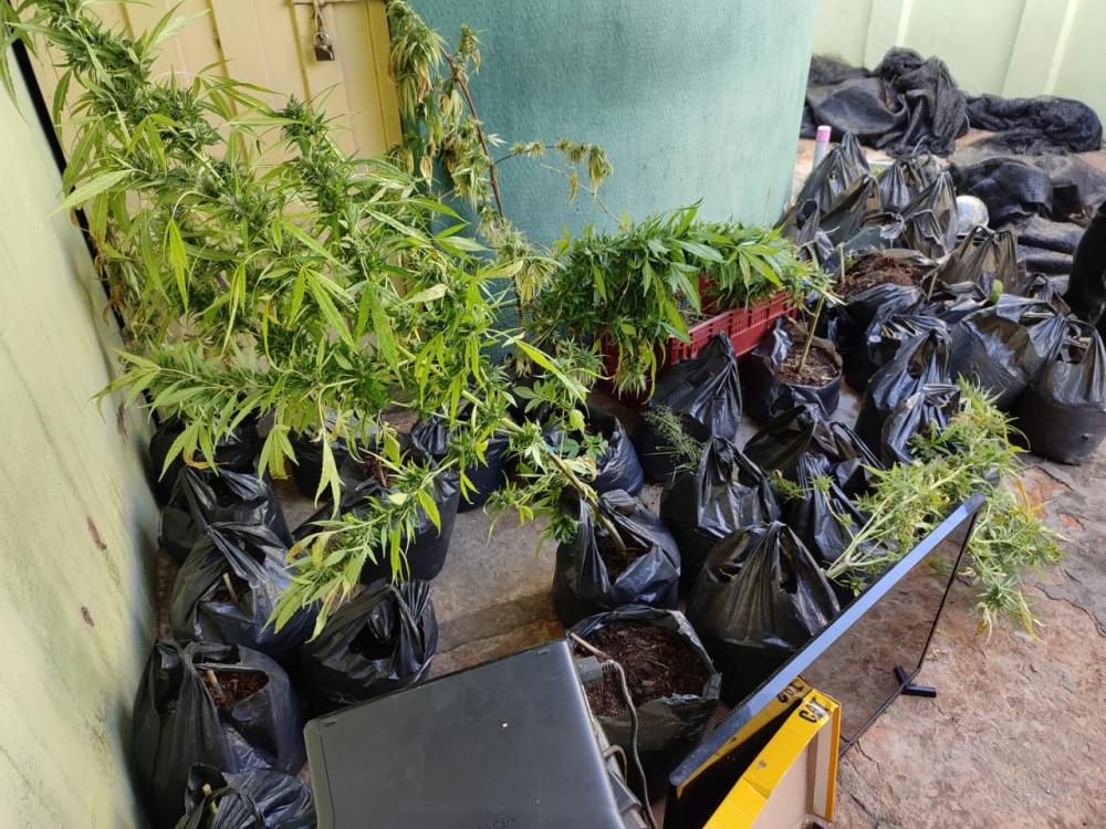 Polícia Civil encontra plantações de maconha e fecha “fábricas” de drogas, em Pedro II 