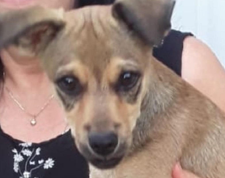 Família procura por cachorrinho de estimação que desapareceu em Pedro II