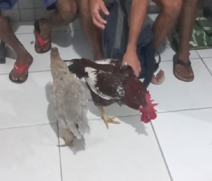 Homens são conduzidos após serem flagrados com galinhas escondidas na mochila, em Pedro II 