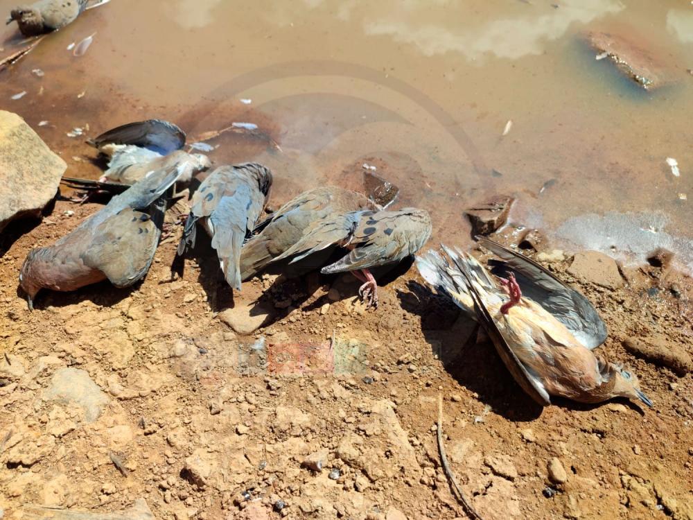 Morte misteriosa de centenas de pássaros preocupa moradores da zona rural de Milton Brandão, PI