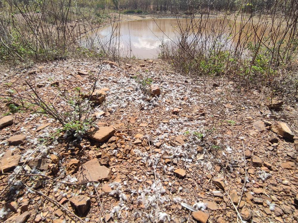 Instituto Evandro Chagas, UFPI e Lacen vão analisar materiais coletados de aves mortas em Milton Brandão, PI