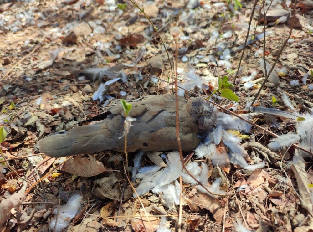 Morte de centenas de aves no Piauí pode ter relação com a Febre do Nilo, explica especialista