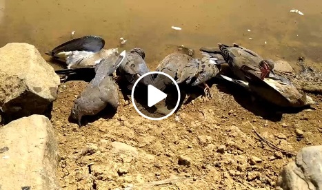 Exames preliminares detectam vírus do Nilo Ocidental em aves encontradas mortas em Milton Brandão, PI