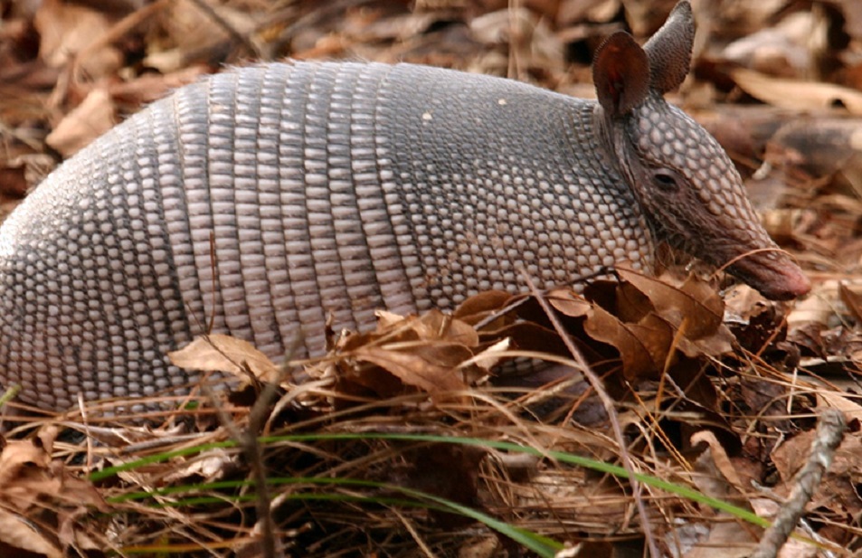 Adolescente de 17 anos morre vítima da 