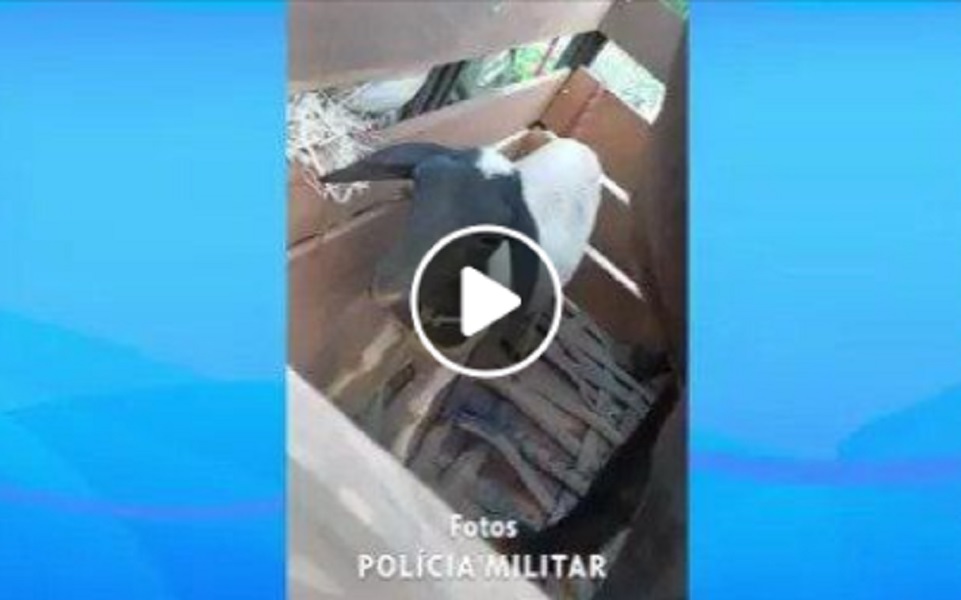 Animais furtados em Milton Brandão são encontrados pelo GPM; confira!