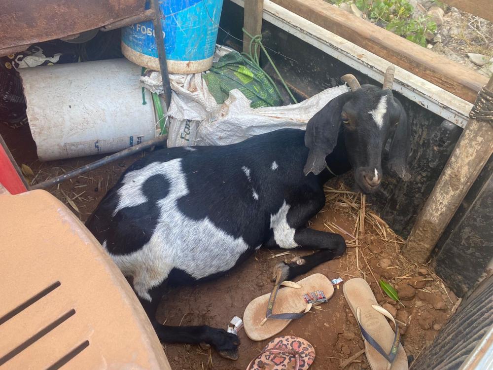 Carro com animais furtados é flagrado pela Polícia Militar de Milton Brandão