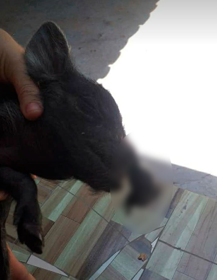 CRUELDADE: Animal tem pernas e focinho cortados na zona rural de Pedro II 