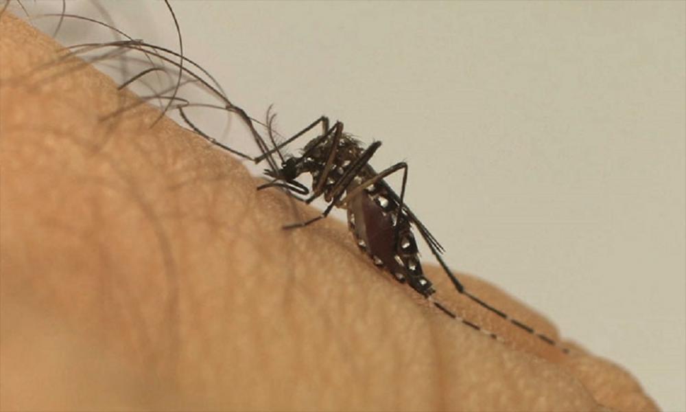 Piauí registra 14 mortes por dengue e aumento 660% nos casos