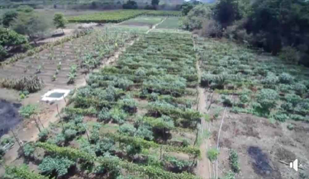 Com três hectares de terras irrigadas, agricultor Gonçalo Barbosa se destaca na produção de frutas, verduras e legumes na zona rural de Pedro II