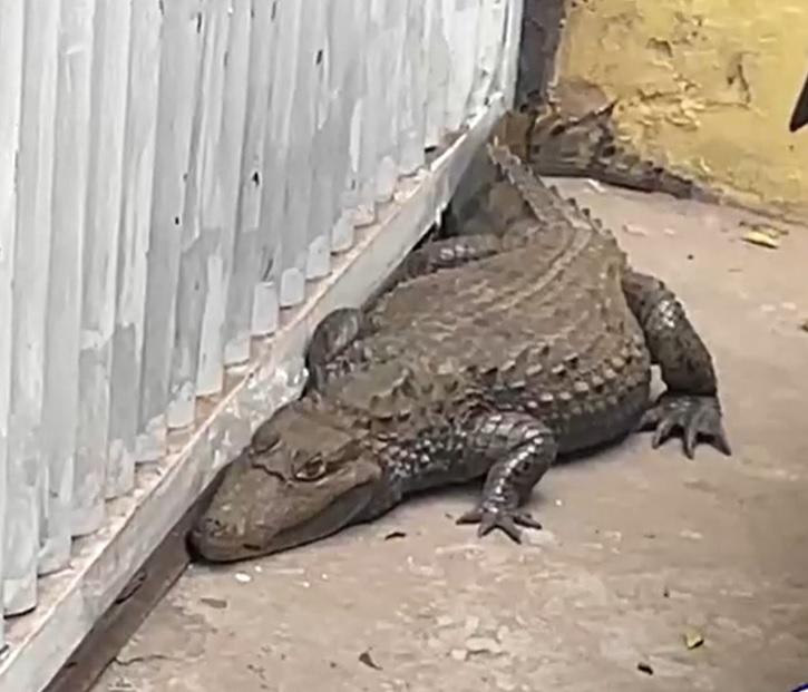 Jacaré aparece em perímetro urbano e assusta moradores em Pedro II