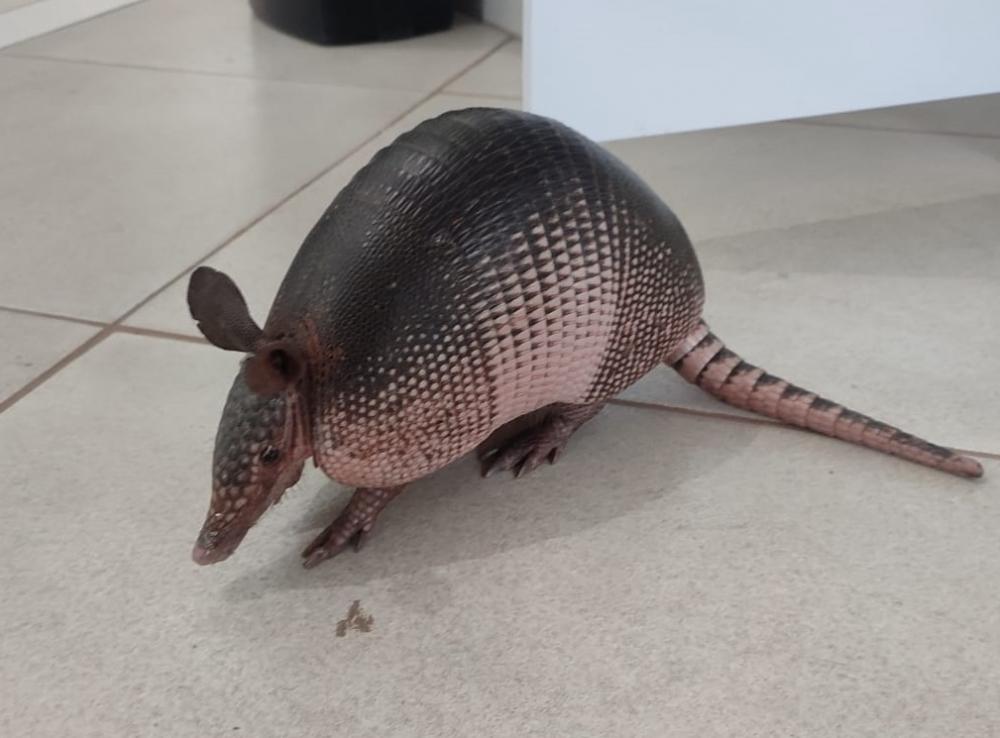 Tatu de espécie ameaçada de extinção é resgatado nas proximidades da rodoviária de Pedro II