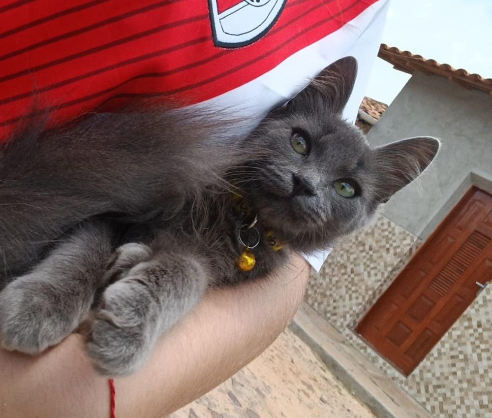 Jovem procura por gato de estimação desaparecido em Pedro II