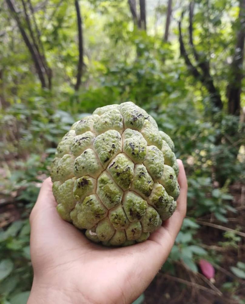 2º Festival da Ata será realizado neste final de semana em Lagoa de São Francisco
