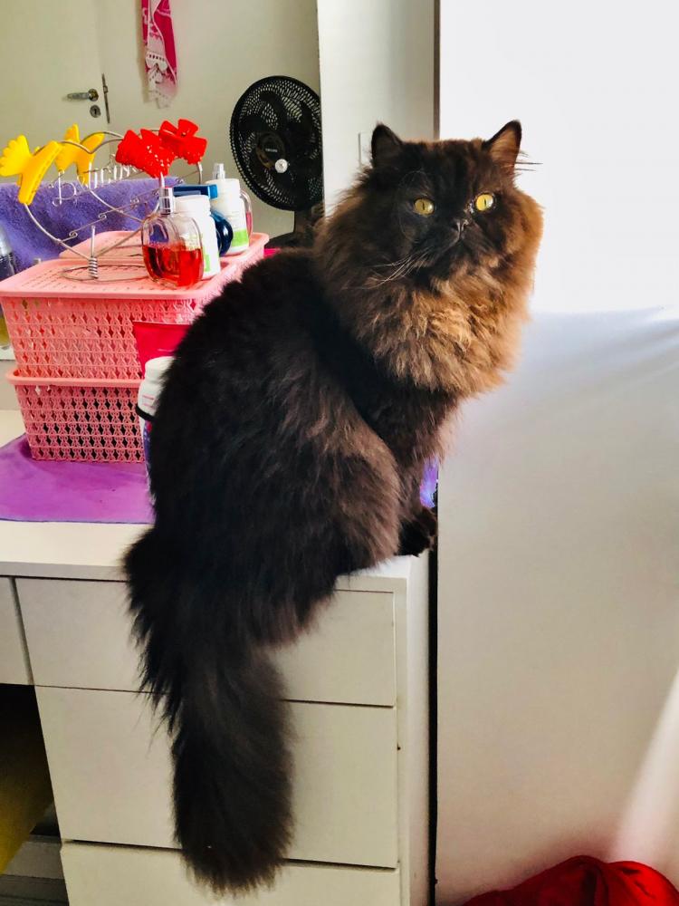 Família procura por gato de estimação desaparecido em Pedro II