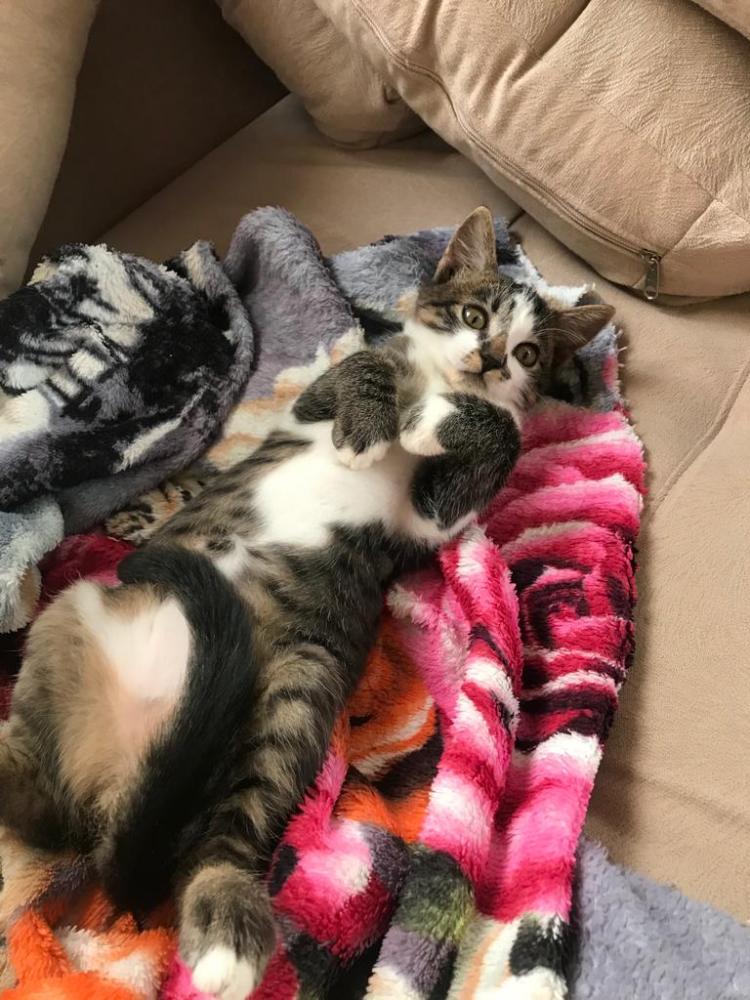 Procura-se por gato de estimação desaparecido em Pedro II