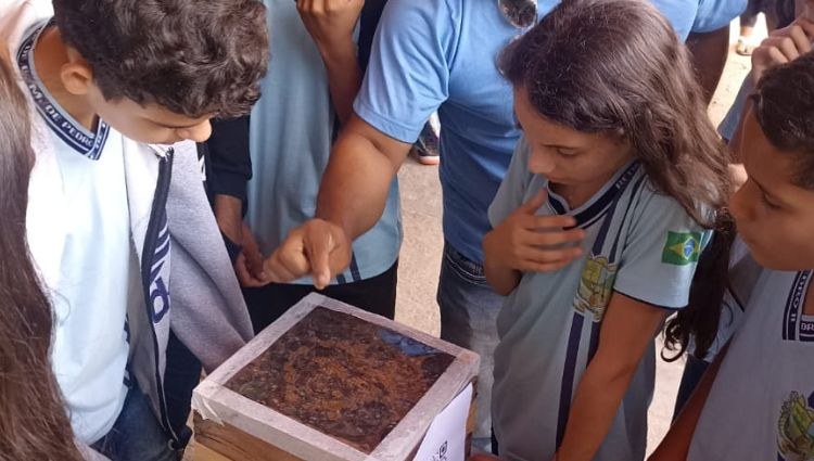 IFPI de Pedro II utiliza abelhas nativas como modelo educacional