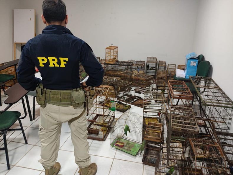 Operação conjunta resgata 80 aves silvestres em Pedro II, Piripiri e mais quatro cidades do PI e CE; cinco pessoas são autuadas