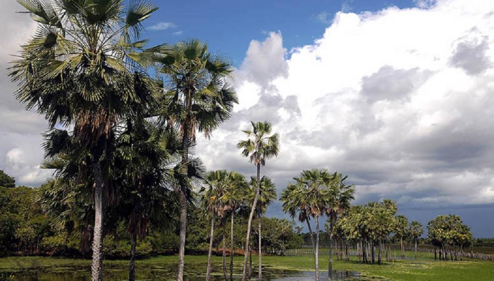 Piauí é o maior produtor de pó de carnaúba do Brasil, aponta IBGE