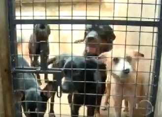 Projeto de “encoleiramento” em cães para prevenção do calazar deverá ser implantado em Pedro II; confira!