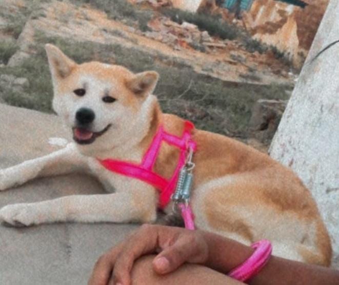 Familiares buscam informações sobre o paradeiro de cadela desaparecida em Pedro II