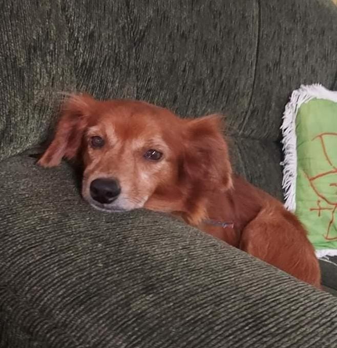 Família busca informações sobre o paradeiro de cachorro desaparecido em Pedro II