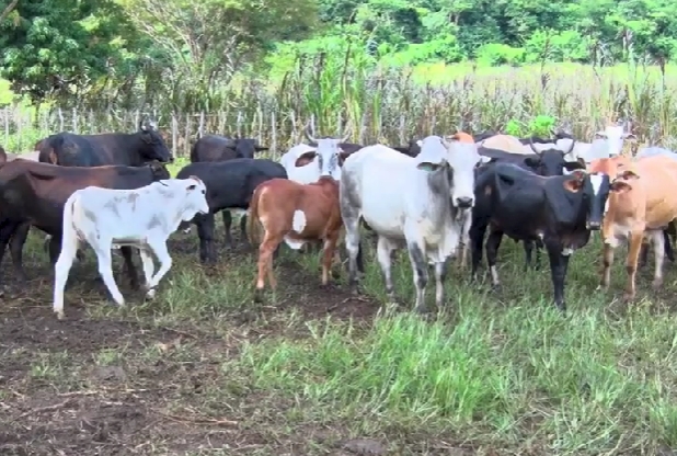 Kelme Lemos, veterinário da Adapi de Pedro II, fala sobre a prorrogação da vacinação contra a febre aftosa: confira!