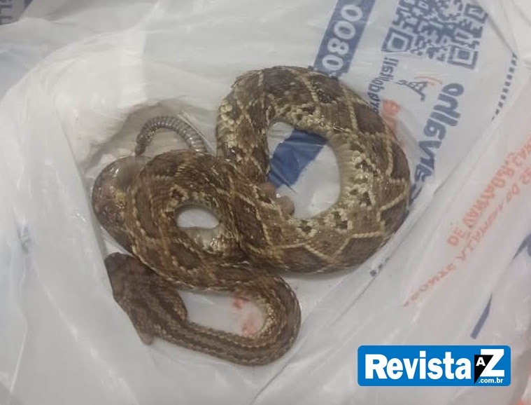 Criança de 4 anos é vítima de picada de cobra cascavel em Esperantina, norte do Piauí