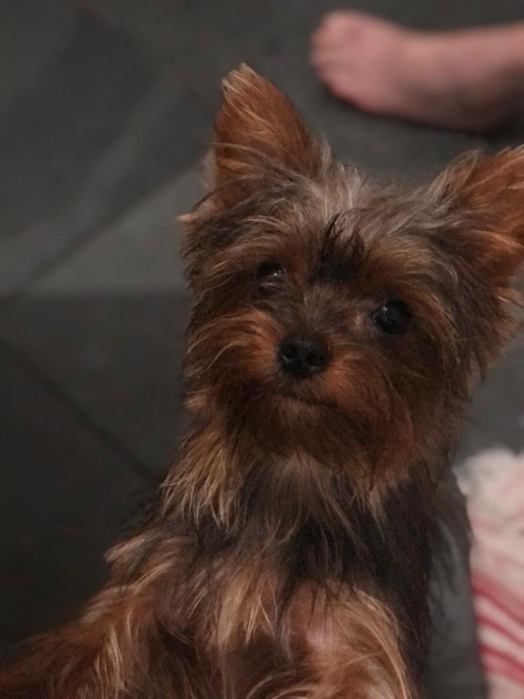 Procura-se cachorro desaparecido em Pedro II