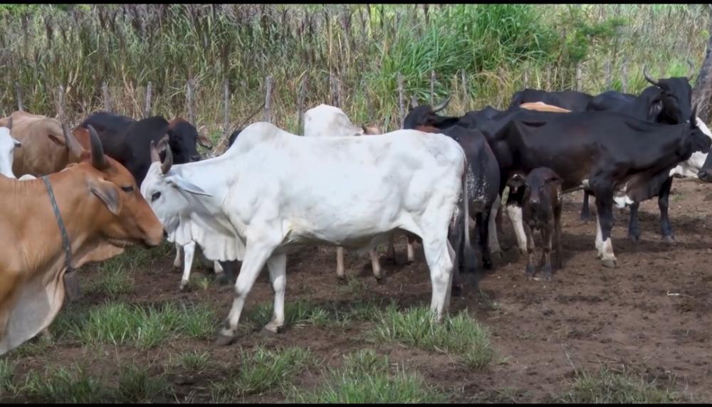 Kelme Lemos, veterinário da ADAPI, fala sobre os resultados da vacinação contra a febre aftosa em Pedro II e região; saiba mais!