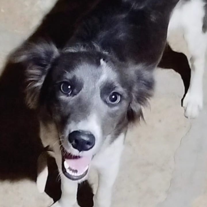 Procura-se por cadela desaparecida em Pedro II