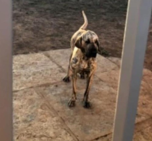 Procura-se cadela desaparecida em Pedro II