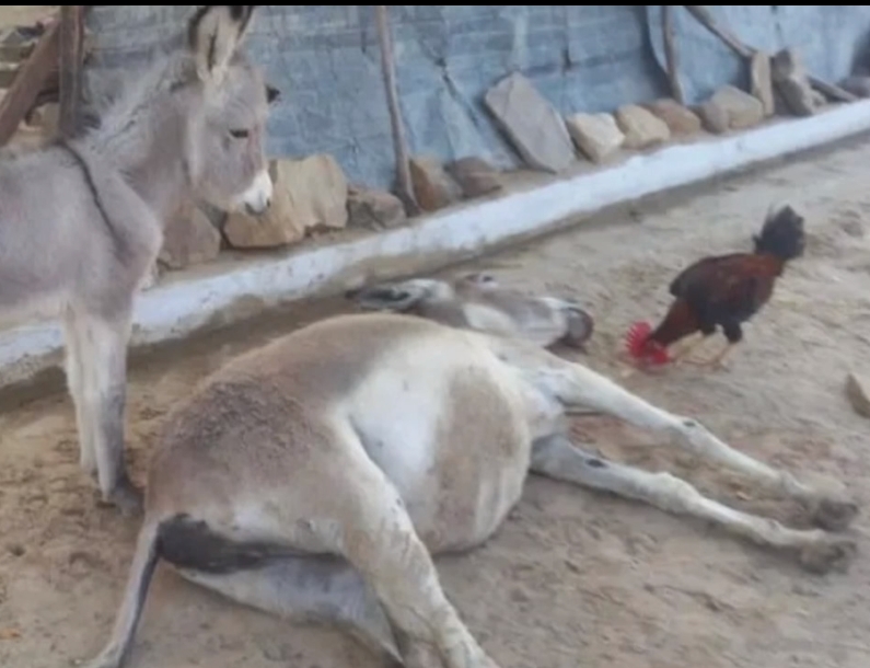 Homem é preso por matar jumenta a pauladas após o animal comer milho das galinhas em Domingos Mourão; Capitã Sharlene Uchoa fala sobre o caso!