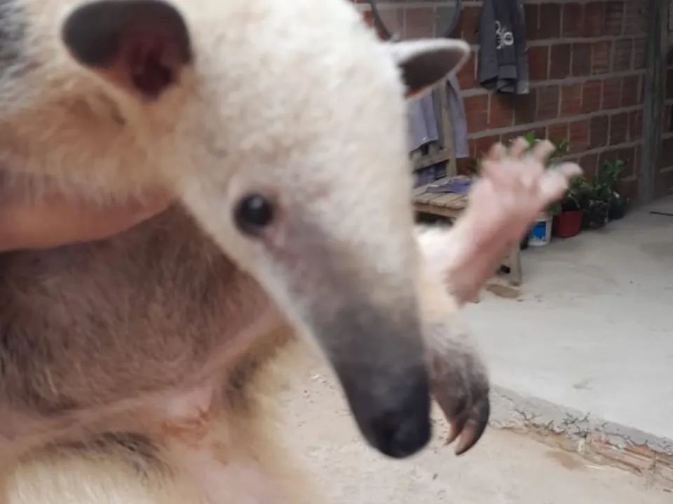 Bombeiros Civis realizam resgate de Tamanduá-Mirim na Zona Urbana de Pedro II