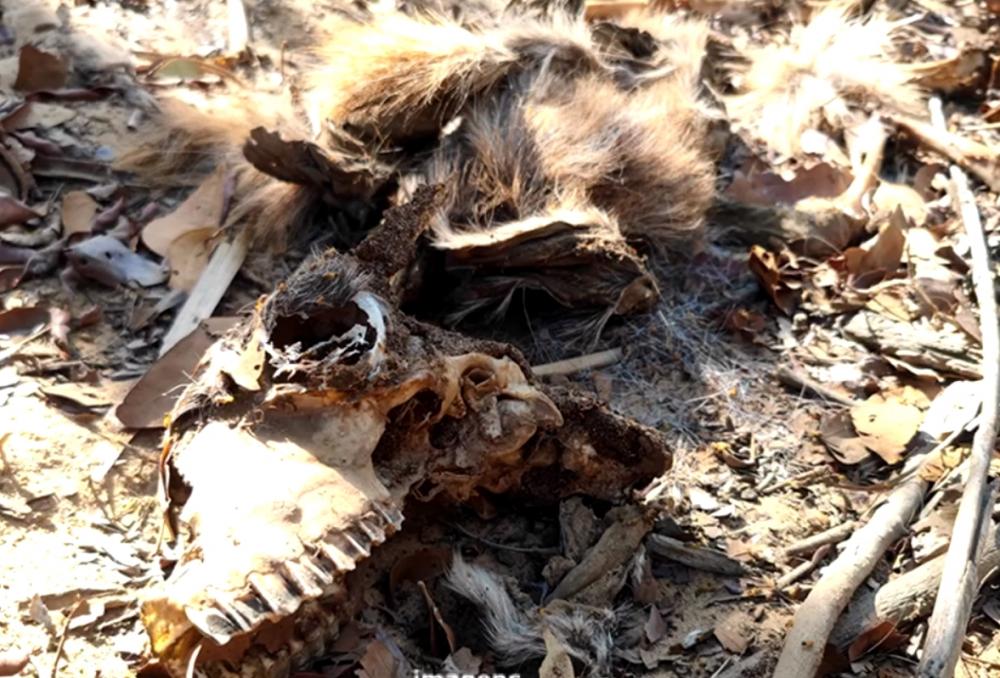 Fiscalização confirma ataques de onça em Domingos Mourão e fazendeiros são orientados; confira! 