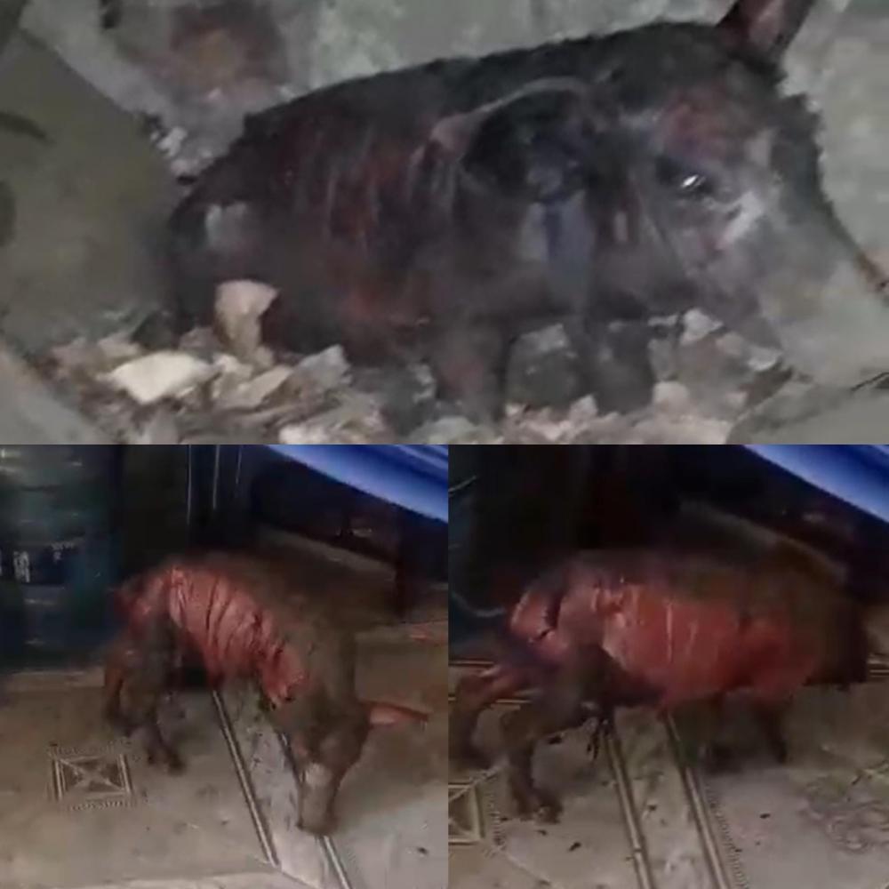 Porco é queimado em chiqueiro após incêndio em Pedro II