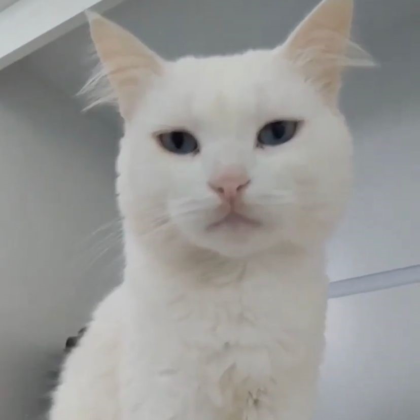 Procura-se por gata de estimação desaparecida em Pedro II