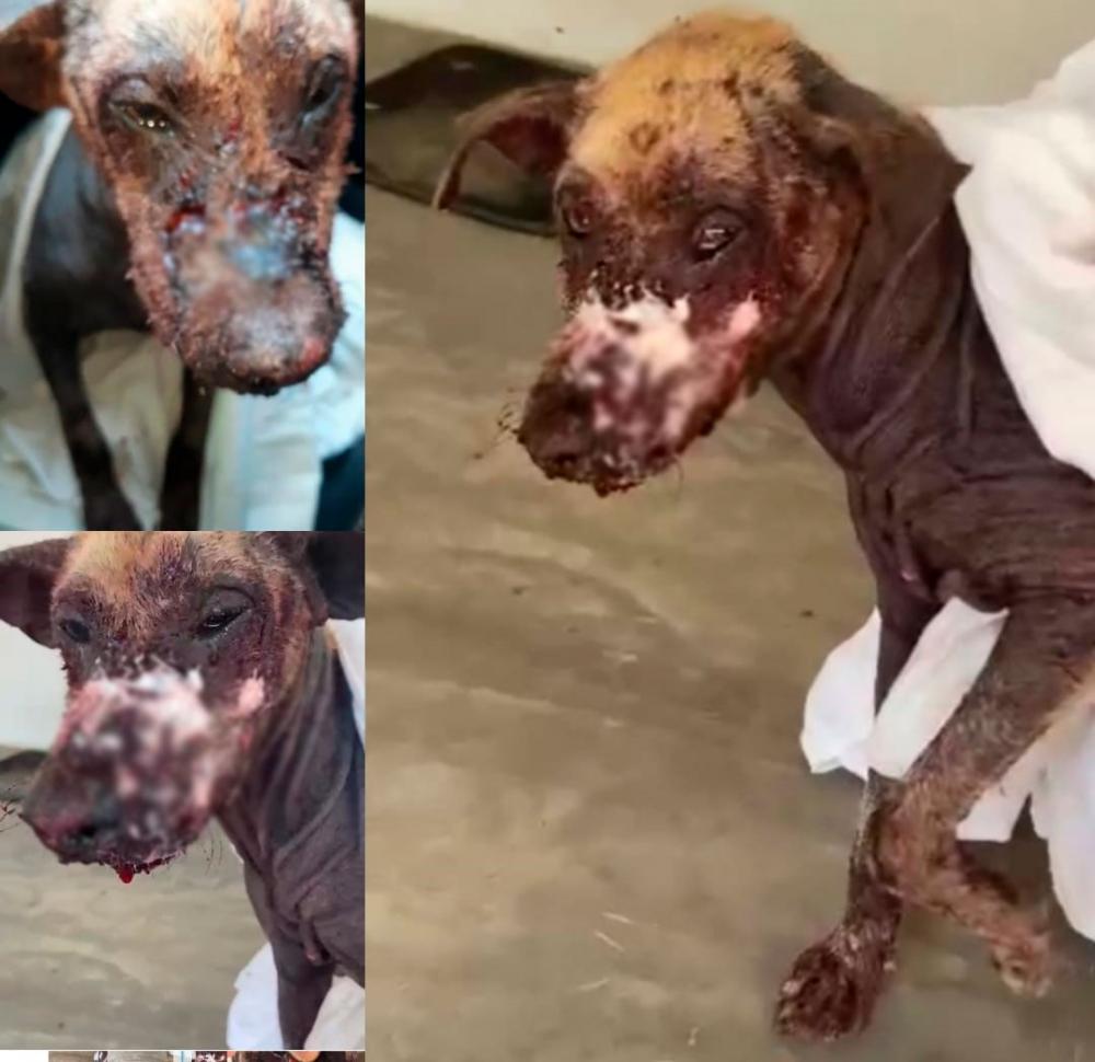 Protetores resgatam animal que estava ferido e maltratado no Centro de Pedro II