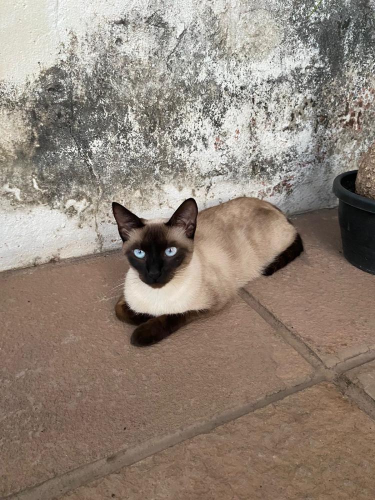 Procura-se por gata de estimação desaparecida em Pedro II