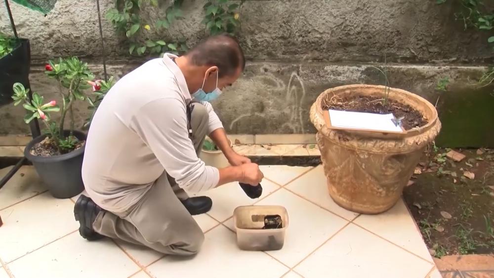 Coordenador de endemias Rubens Galvão, fala sobre a diminuição dos casos de dengue em Pedro II; confira!