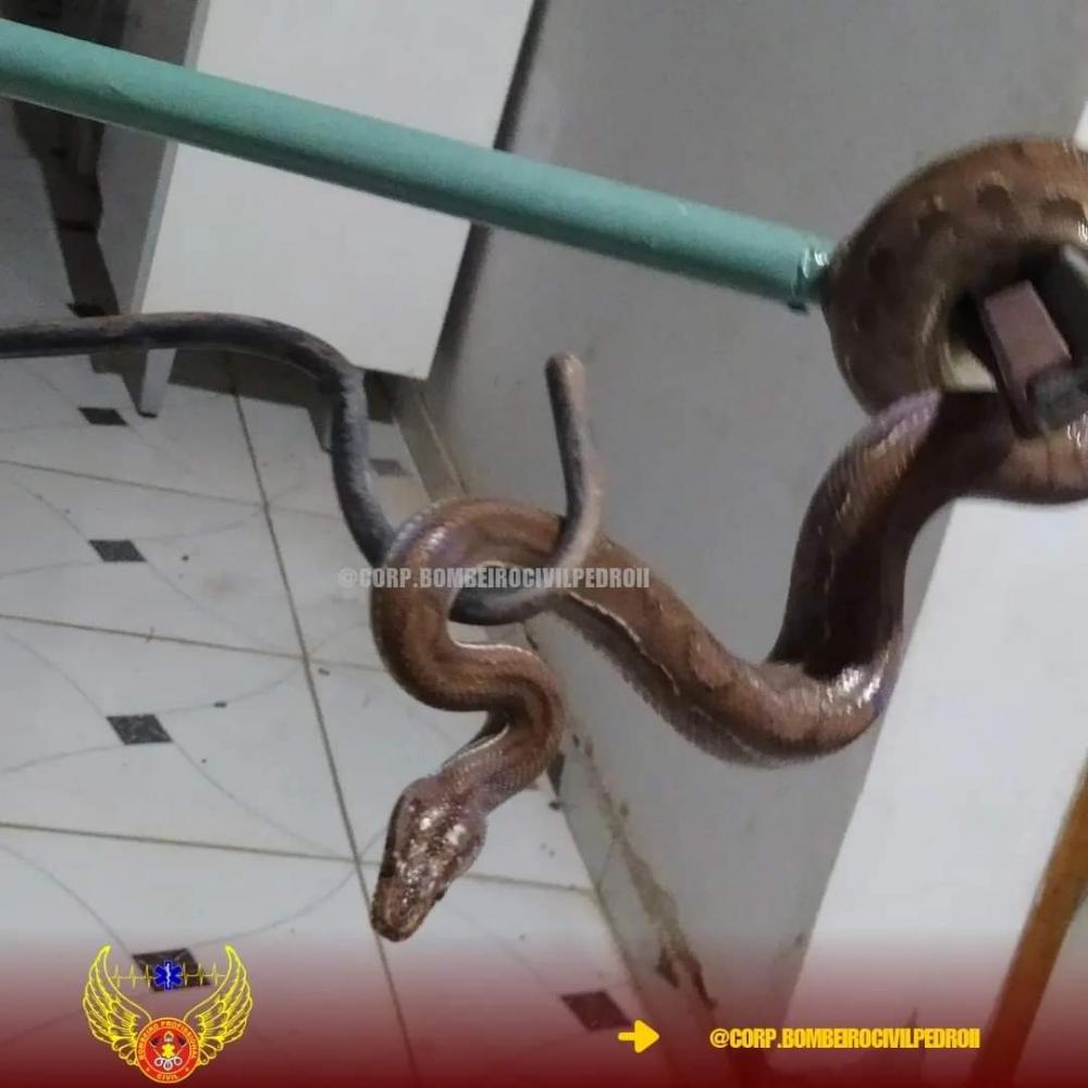 Bombeiros realizam captura e resgate de jiboia em telhado de residência em Pedro II