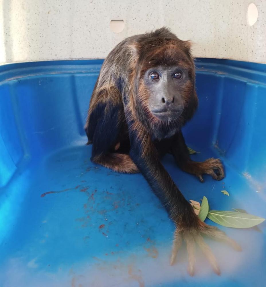 Macaco é capturado em área urbana de Pedro II