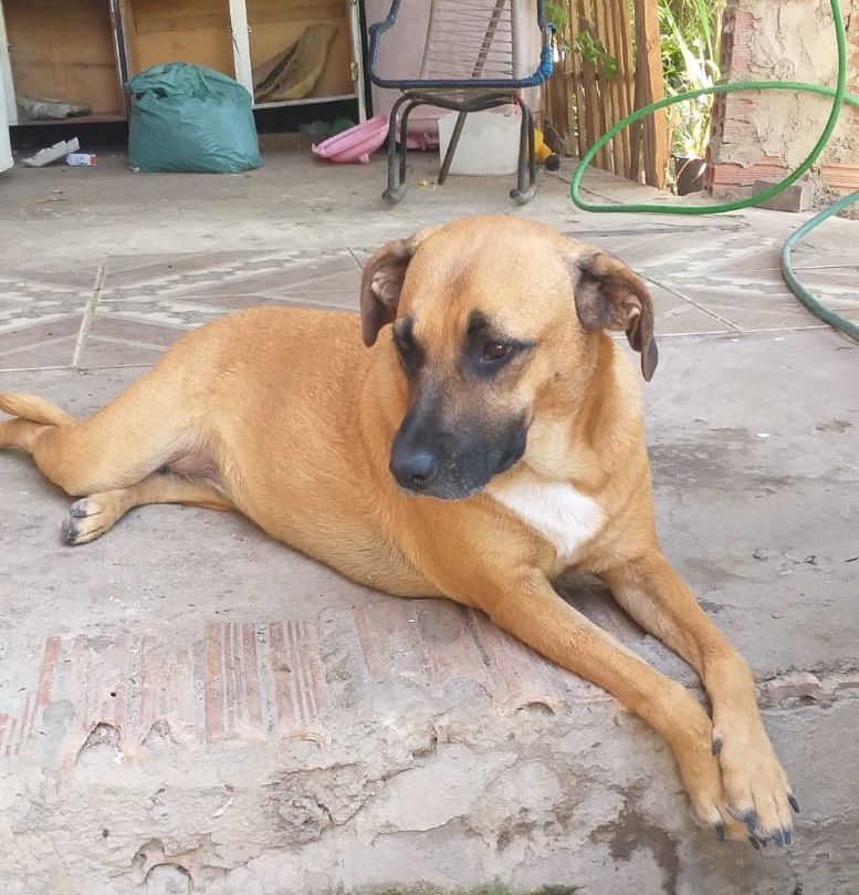 Procura-se cadela desaparecida em Pedro II