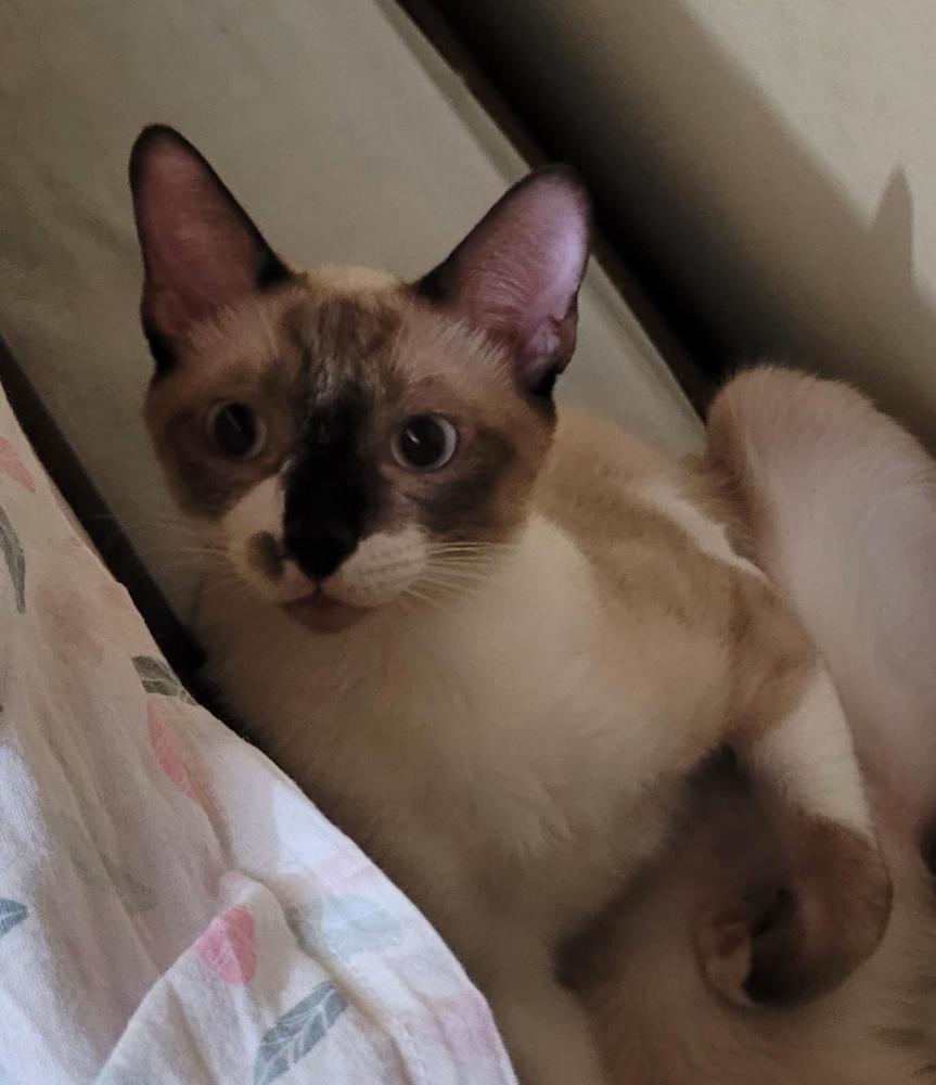 Procura-se por gato de estimação desaparecido em Pedro II